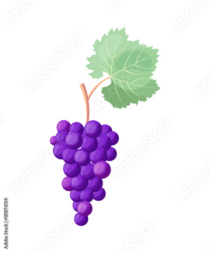 Wine Grapes Icon Vector Illustration on White