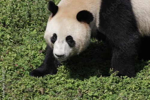 Fototapeta Naklejka Na Ścianę i Meble -   Fluffy Giant Panda, Chengdu Panda Base, China