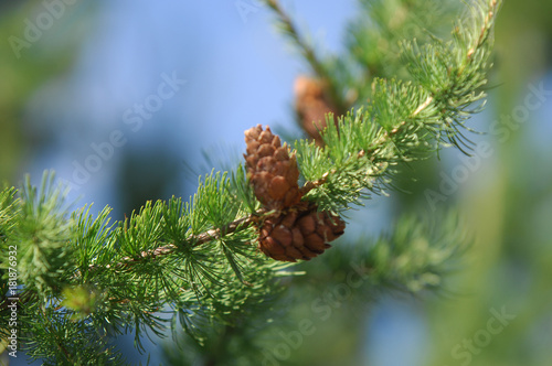 A tree of coniferous forest larch. Larix decidua, common name European larch, is a species of larch, native to the mountains of central Europe, in the Alps and Carpathian Mountains as well © na9179126124