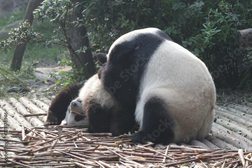 Fototapeta Naklejka Na Ścianę i Meble -  Mother Giant Panda is Playign with her Cub, Chengdu Panda Base, China