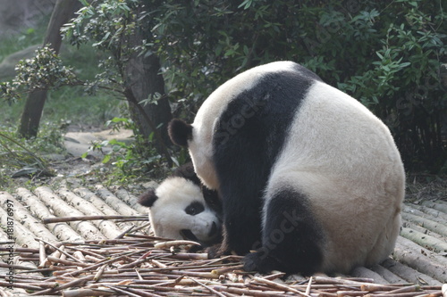 Fototapeta Naklejka Na Ścianę i Meble -  Mother Giant Panda is Playign with her Cub, Chengdu Panda Base, China
