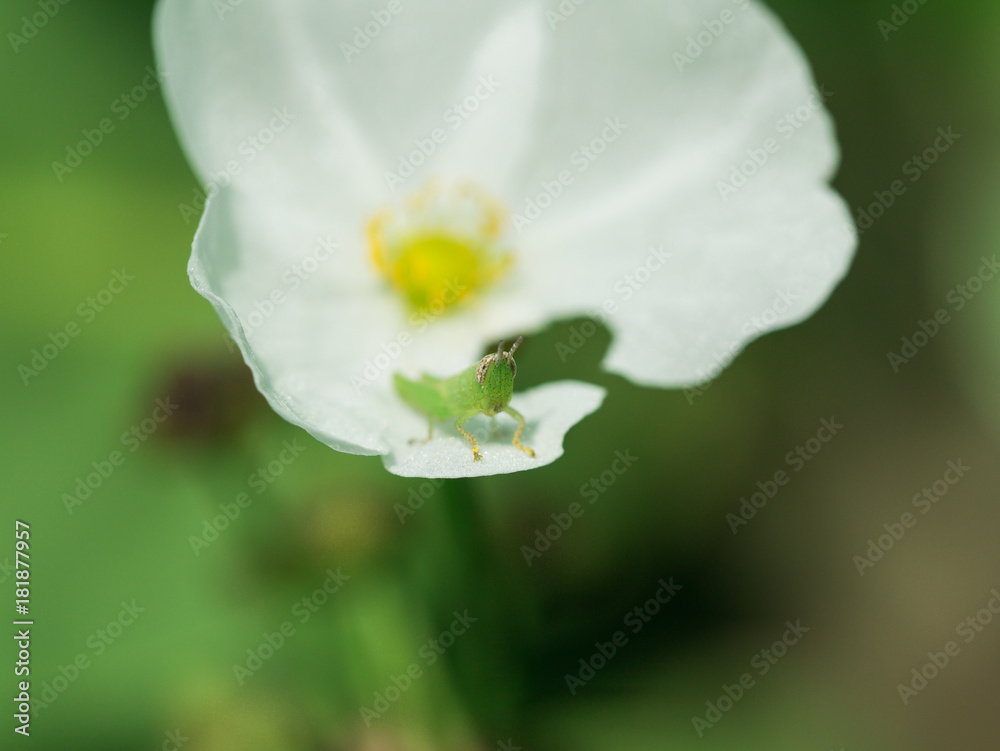 Grasshopper Sitting Comfortably on The White Flower Grasshopper Sitting Comfortably on The White Flower
