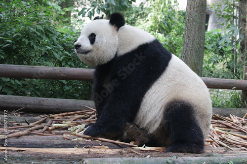 Fluffy Funny Giant Panda , Chengdu Panda Base, China