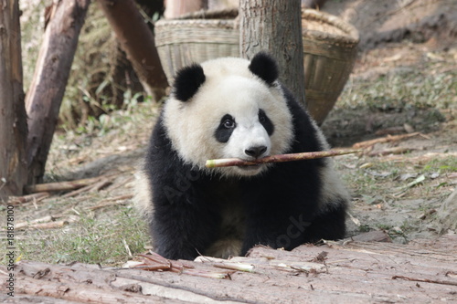 Fototapeta Naklejka Na Ścianę i Meble -  Qi Yi, Little Panda Cub in Chengdu Panda Base, Having Bamboo Shoot in his Mouth, China