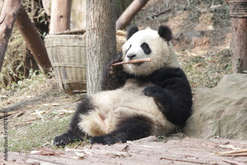 Fototapeta Naklejka Na Ścianę i Meble -  Qi Yi, Little Panda Cub in Chengdu Panda Base, Having Bamboo Shoot in his Mouth, China