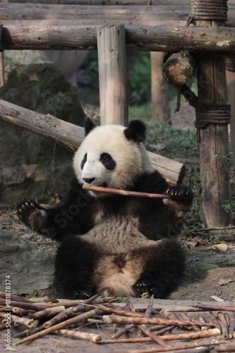 Fototapeta Naklejka Na Ścianę i Meble -  Qi Yi, Little Panda Cub in Chengdu Panda Base, Having Bamboo Shoot in his Mouth, China
