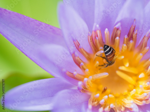 Butt of Bee Sucking from The Purple Lotus