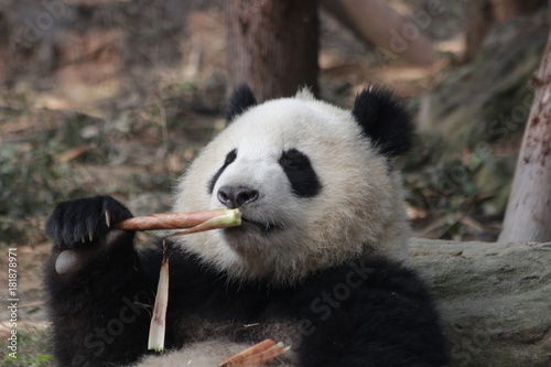 Fototapeta Naklejka Na Ścianę i Meble -  Qi Yi, Little Panda Cub in Chengdu Panda Base, Having Bamboo Shoot in his Mouth, China