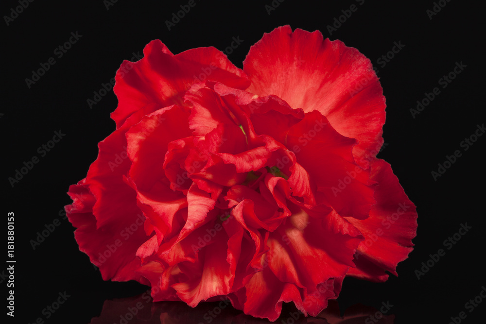 Flowers of red carnation  isolated on black  background