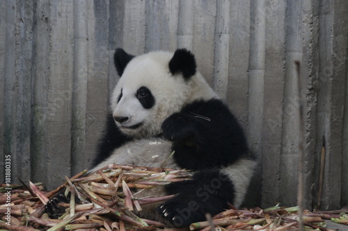 Fototapeta Naklejka Na Ścianę i Meble -  Funny Fluffy Panda Cub on the Pile of Bamboo, Chengdu Panda Base, China