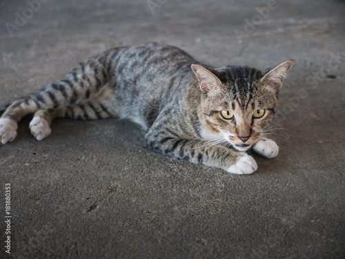 Tabby Stray Cat Lying in The Cement Floor