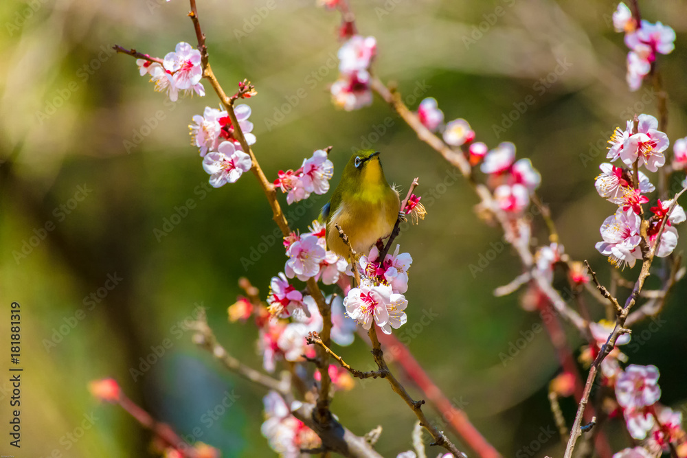 The Japanese White-eye.The background is white plum blossoms. Located in Tokyo Prefecture Japan. The Japanese White-eye.The background is white plum blossoms. Located in Tokyo Prefecture Japan.