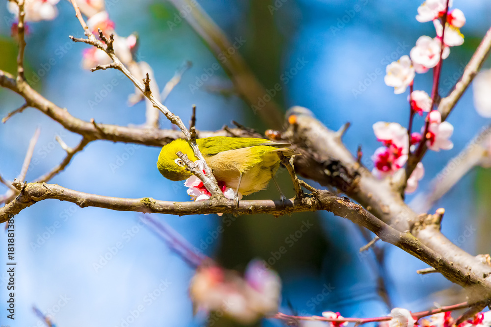 The Japanese White-eye.The background is white plum blossoms. Located in Tokyo Prefecture Japan. The Japanese White-eye.The background is white plum blossoms. Located in Tokyo Prefecture Japan.