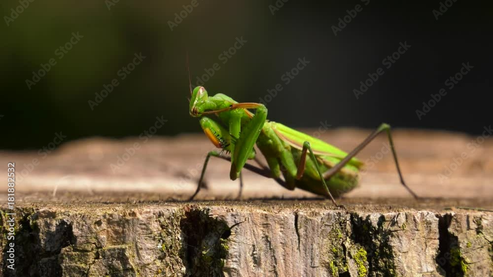 praying mantis cleaning his arm closeup 4k Stock Video Adobe Stock