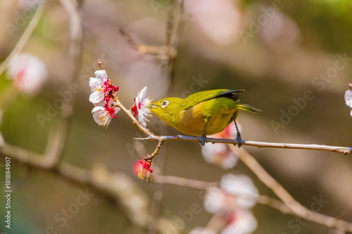 The Japanese White-eye.The background is white plum blossoms. Located in Tokyo Prefecture Japan.