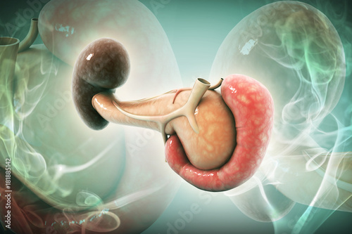 Canvas Print 3d rendered Digital illustration of pancreas and spleen in colour background