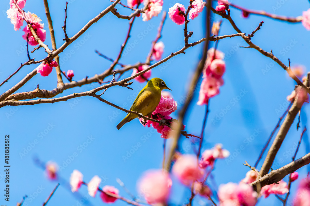The Japanese White-eye.The background is red plum blossoms. Located in Tokyo Prefecture Japan. The Japanese White-eye.The background is red plum blossoms. Located in Tokyo Prefecture Japan.