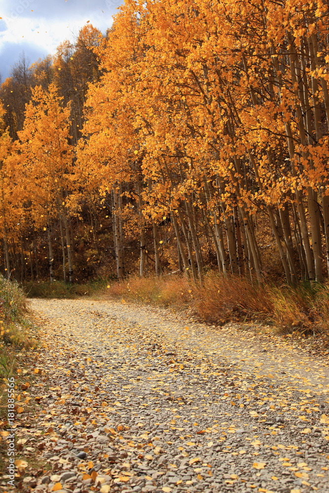 Fototapeta premium Autumn scene in Colorado