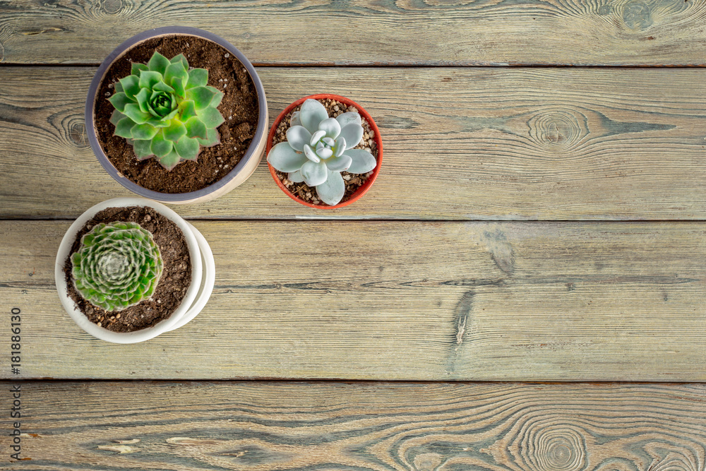 Succulent plants grouped on table Succulent plants grouped on table