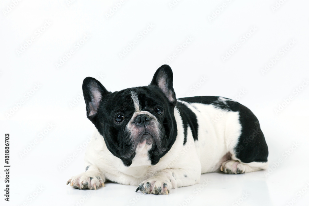 Adorable french bulldog lying on white background.