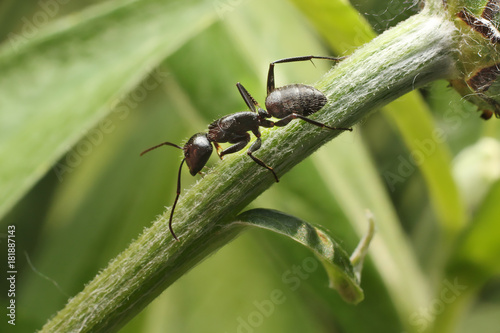 Black ant on grass © achkin