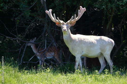 Albino white deer