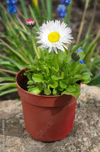 Perennial Daisy (lat. Bellis perennis) in pots