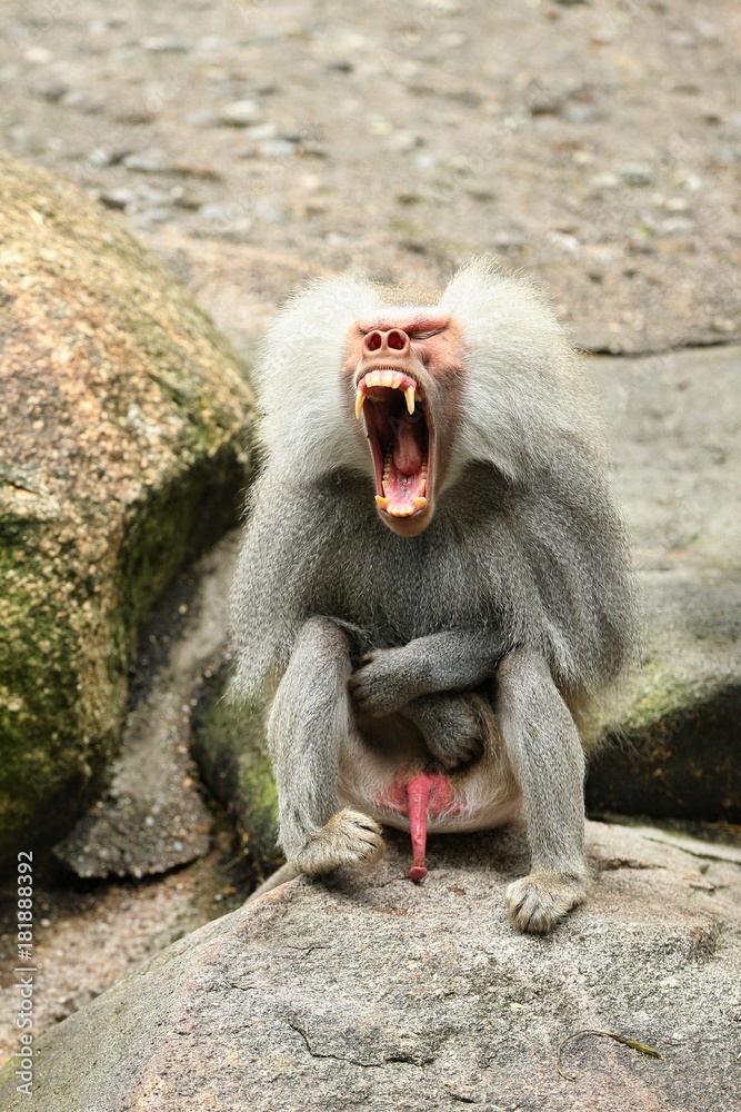Obraz premium Majestic hamadryas baboon in captivity. Wild monkeys in zoo. Beautiful and also dangereous animals. African wildlife in captivity. 