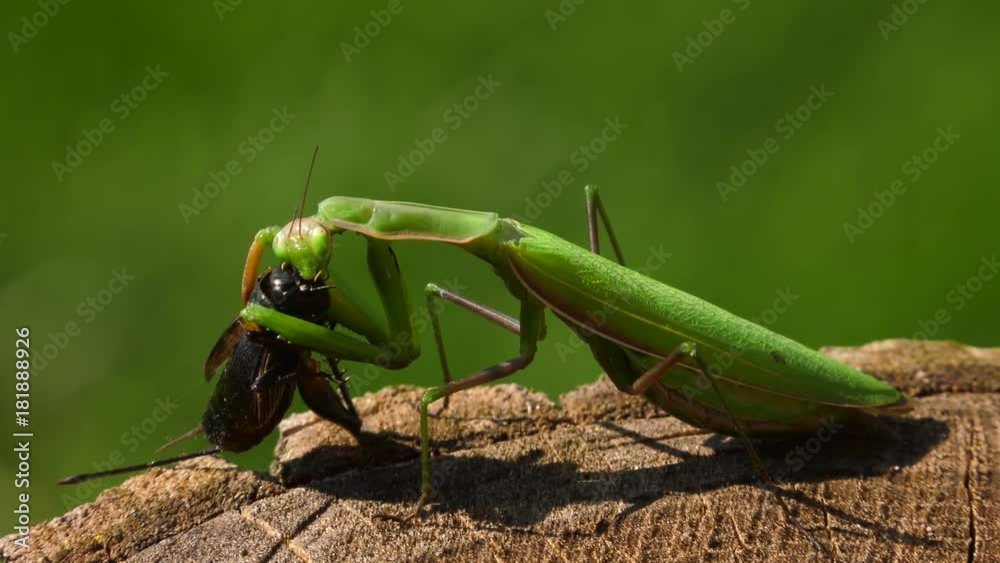 praying mantis eating crickets head side view 4k graphic vídeo do Stock