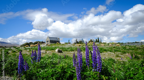 Colorful Lupine flowers in New Zealand photo