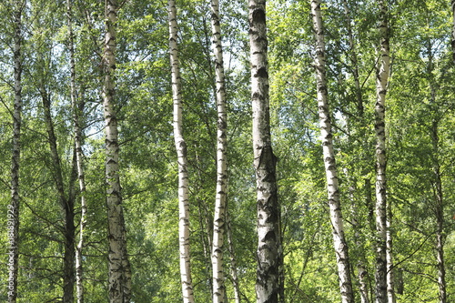 Fototapeta Naklejka Na Ścianę i Meble -  Beautiful summer forest landscape with birches in good weather
