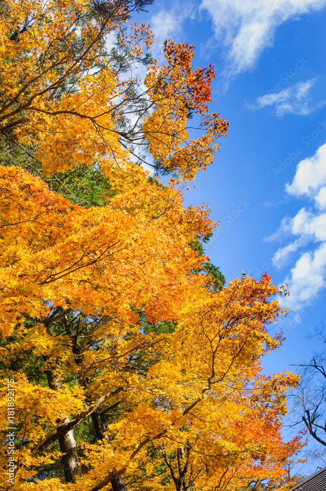 beautiful maple tree in autumn seasonal with blue sky beautiful maple tree in autumn seasonal with blue sky