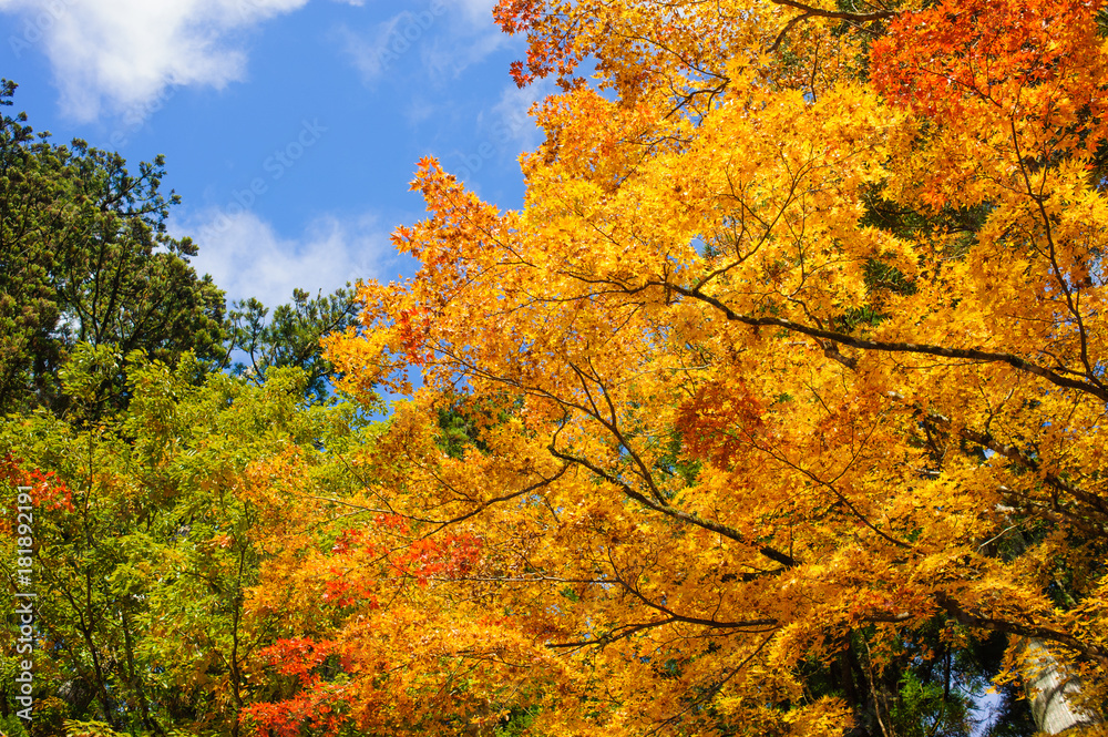 beautiful maple tree in autumn seasonal with blue sky beautiful maple tree in autumn seasonal with blue sky
