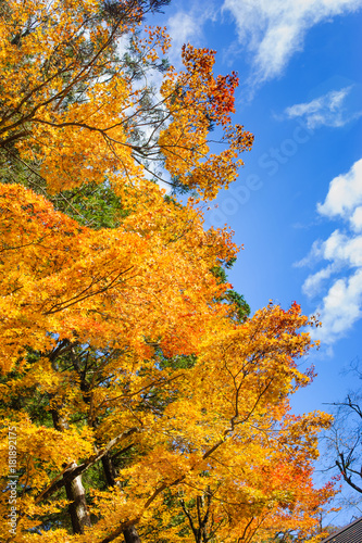beautiful maple tree in autumn seasonal with blue sky