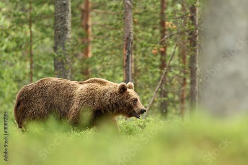 Bear walking in the forest
