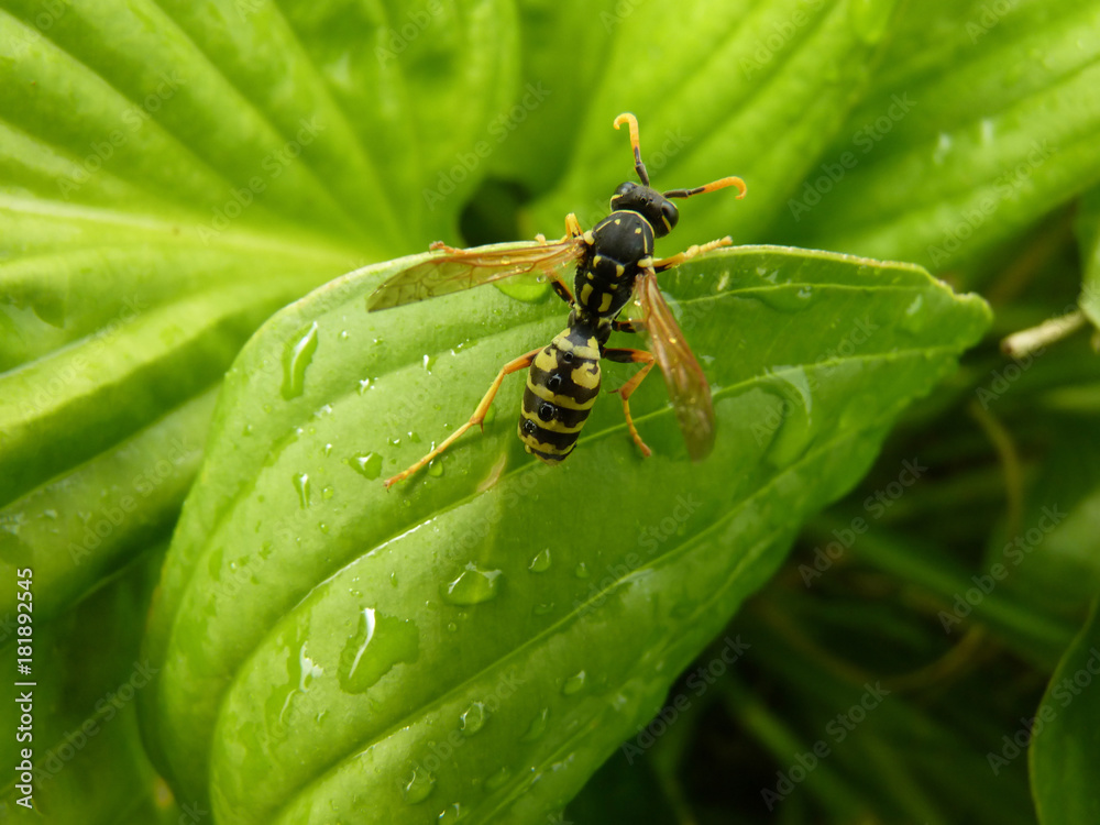 Fototapeta premium Macro Closeup of Wasp on Leaf