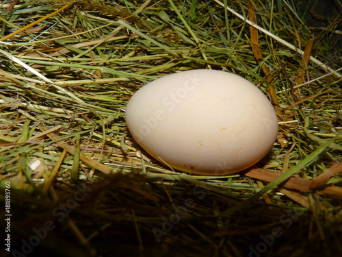 Close Up Macro Detail of Hen Chicken Egg in Nest