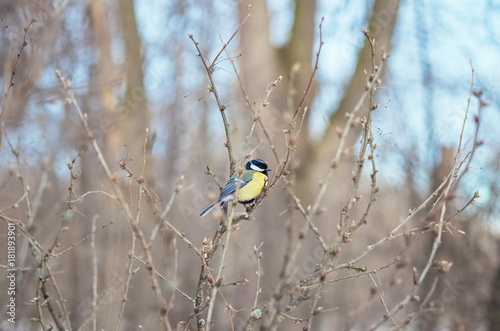 Great titmouse sitting on a branch in forest, natural outdoor landscape photography. Wild birds in winter nature.