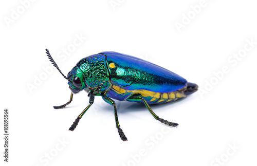 Jewel beetle (Buprestidae) on white background