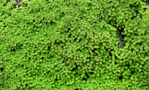 green moss background texture beautiful in nature © nakornchaiyajina