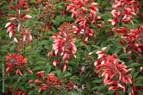 Erythrina crista galli native to South America national flower of Argentina