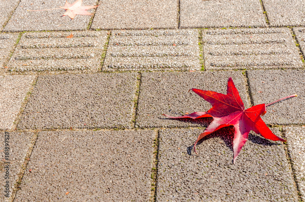 abstract blur red leaf on the autumn time abstract blur red leaf on the autumn time