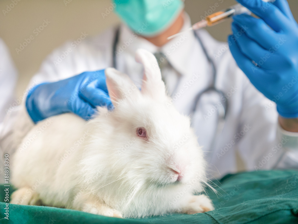 The closeup of a white rabbit in the laboratory with doctor in uniform with stethoscope and going to make injection with needle, in the concept of using animal for experiment The closeup of a white rabbit in the laboratory with doctor in uniform with stethoscope and going to make injection with needle, in the concept of using animal for experiment