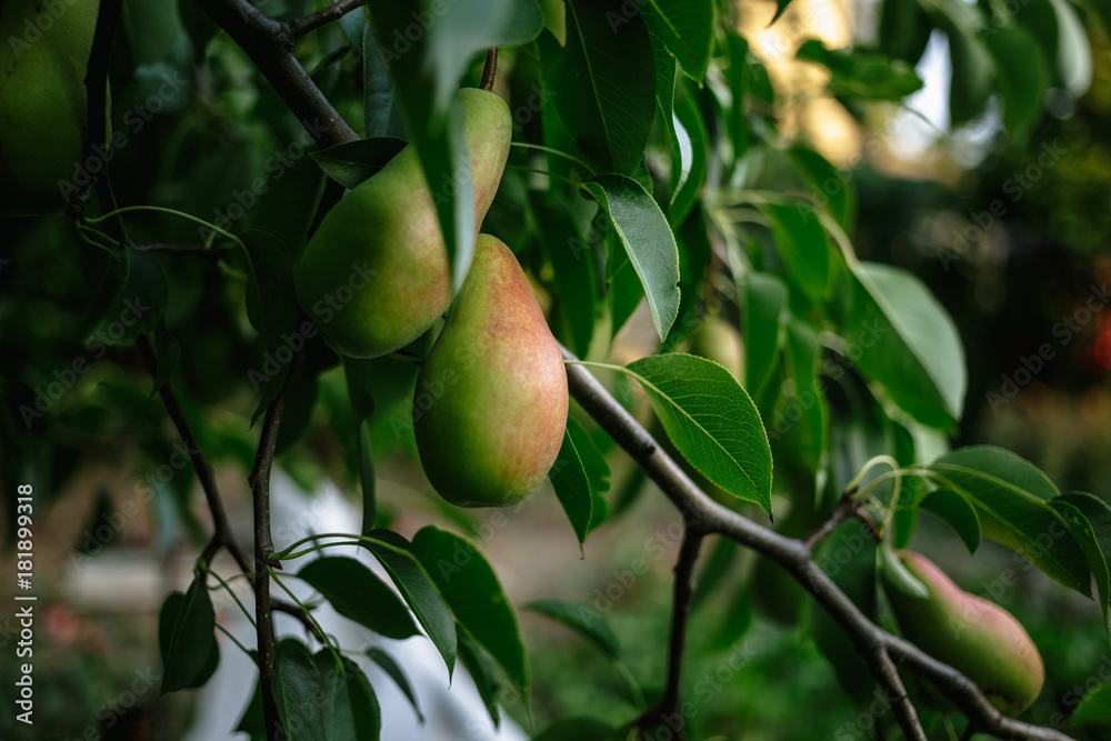 Beautiful ripe pear on the tree. Beautiful ripe pear on the tree.