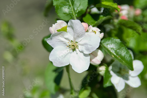 Flowers of apple-tree © Inna
