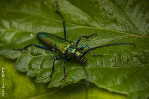 Blau Grüner Käfer auf einem Blatt © Gerhard Wiener