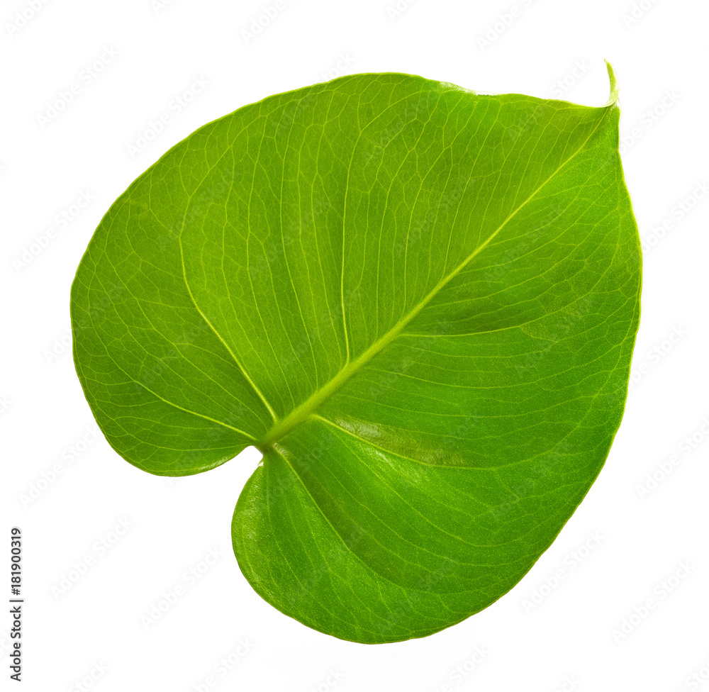 green tropical leaf green tropical leaf