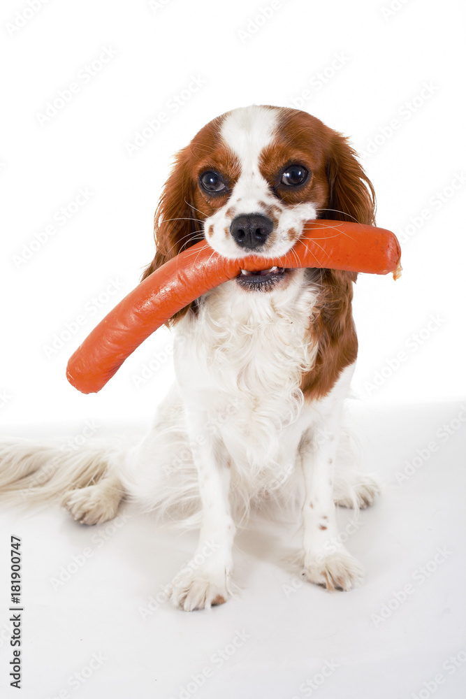Dog with meat treat,sausage. Dog food with cavalier king charles spaniel. Trained pet photo. Animal dog training with food. Cute Spaniel photo for every concept. Hungry dog illustration on isolated