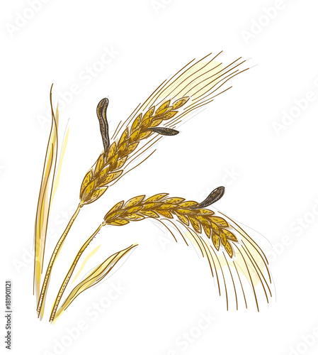 Claviceps purpurea, Ergot or ergot fung. Vector illustration. photo