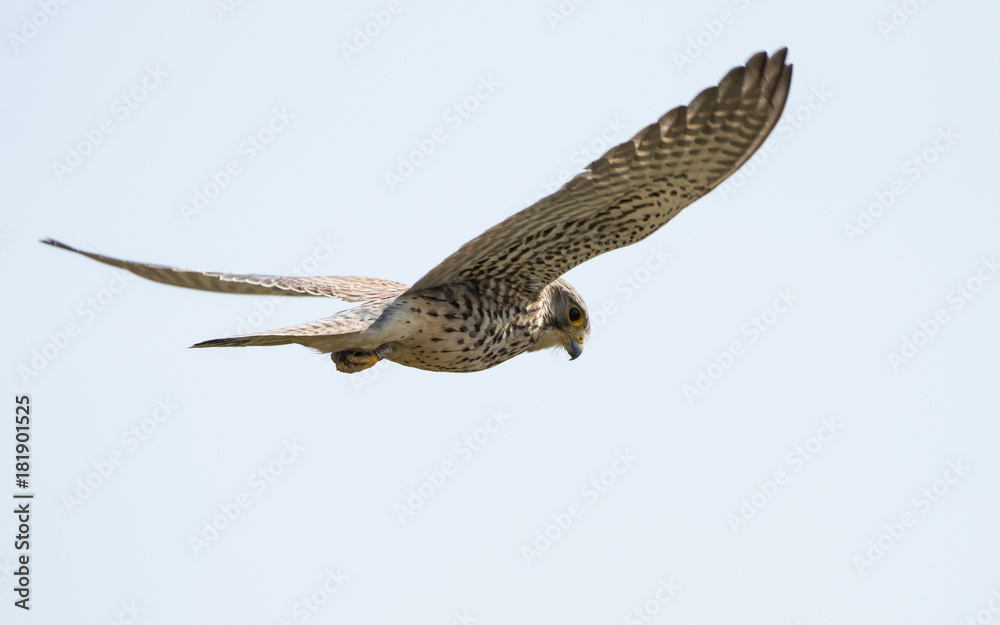 Fototapeta premium Kestrel
